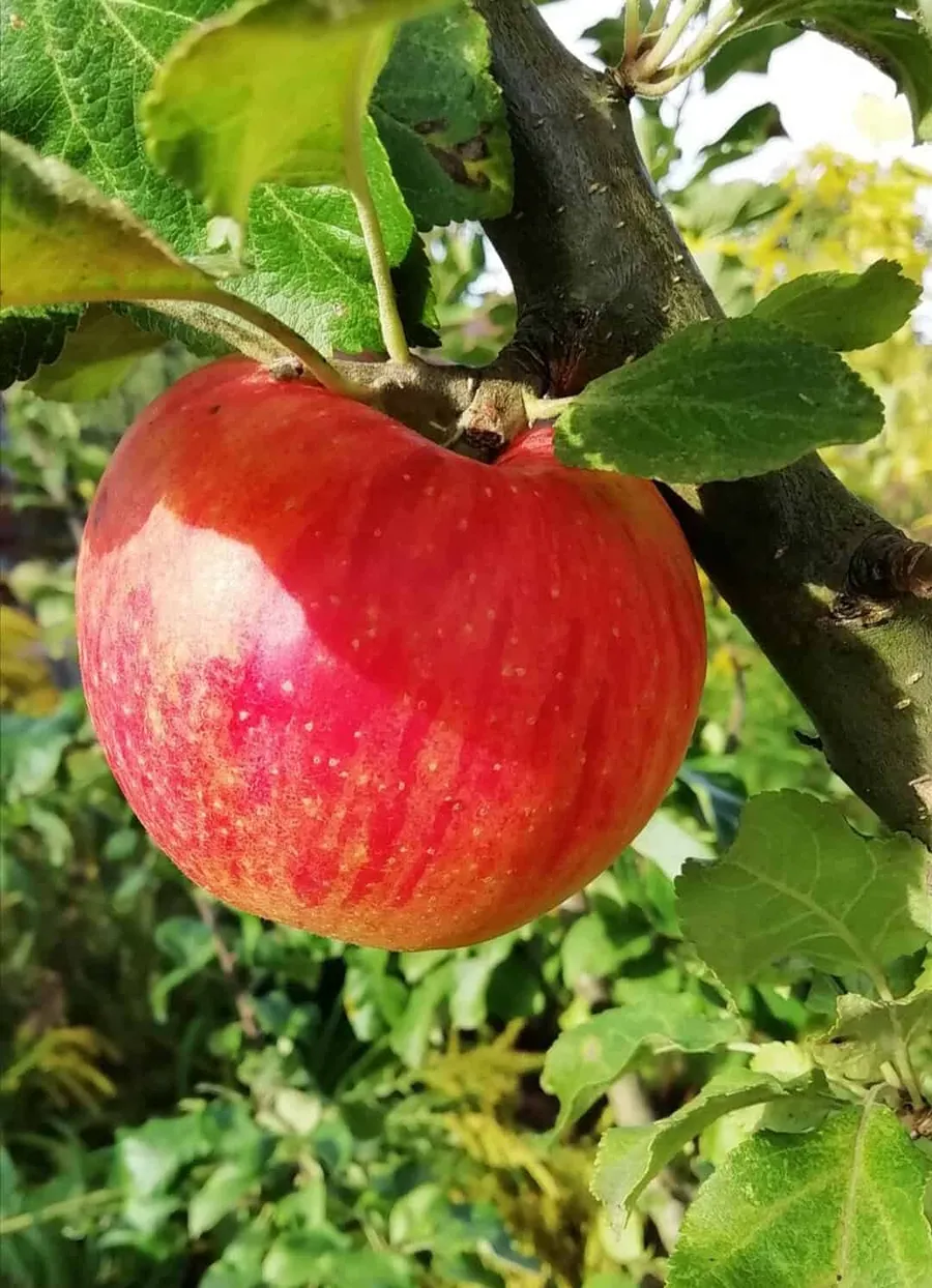 Natur genießen an der Fulda und im Garten helfen