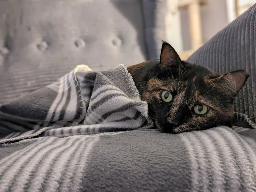 Katzensitting