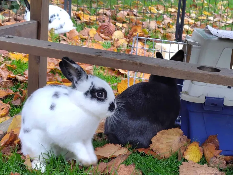 Ferienwohnung mit 2 Kaninchen in Senne
