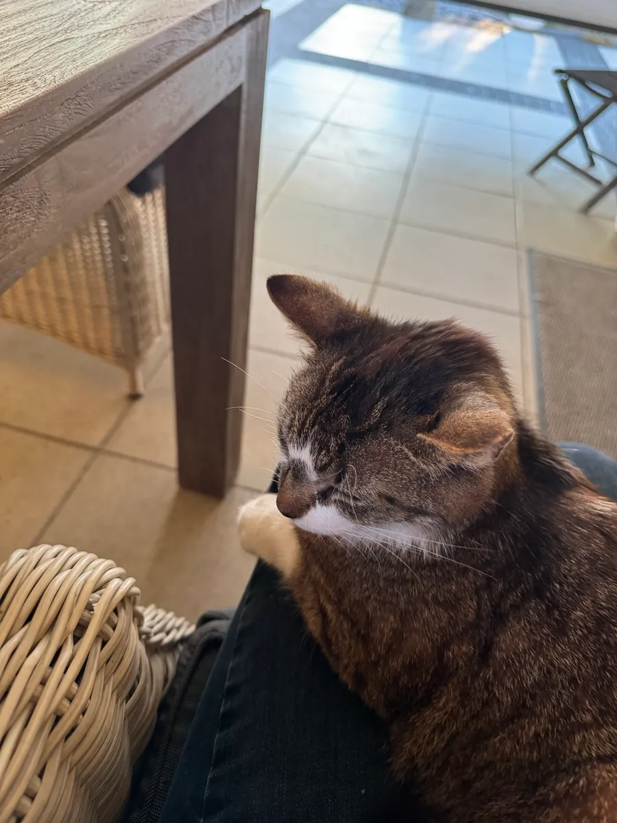 Catsitting